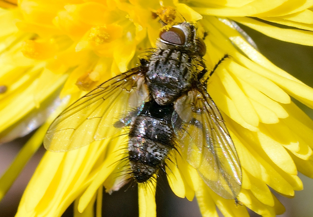 Tachinidae?